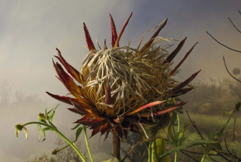 TinePoppe GildedLilies protea cynaroides scaled 481x325 1