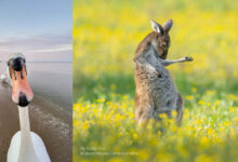 2023 Komedi Yaban Hayatı Fotoğraf Ödülleri'nin En Komik Finalistleri 4 comedy wildlife photo awards featured