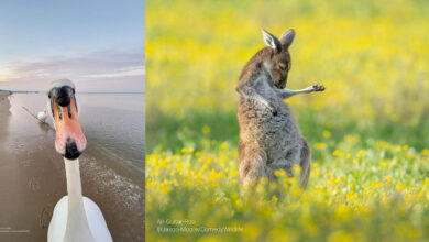 2023 Komedi Yaban Hayatı Fotoğraf Ödülleri'nin En Komik Finalistleri 10 comedy wildlife photo awards featured