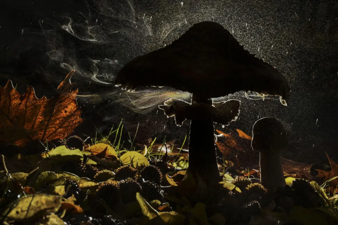2023 Yılın Yaban Hayatı Fotoğrafçısı Yarışmasında Kazanan Fotoğraflar 6 © Agorastos Papatsanis 1 Wildlife Photographer of the Year 1