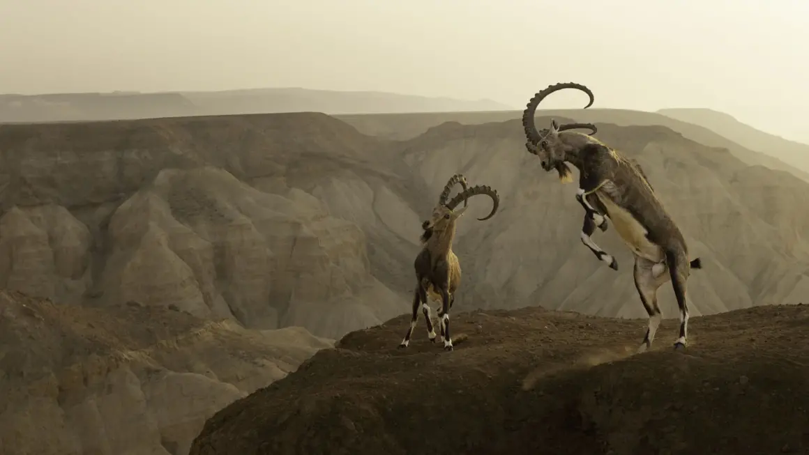2023 Yılın Yaban Hayatı Fotoğrafçısı Yarışmasında Kazanan Fotoğraflar 8 © Amit Eshel Wildlife Photographer of the Year 1