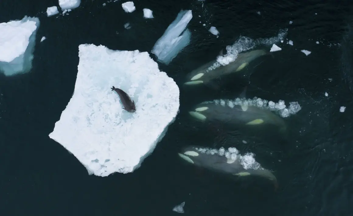 © Bertie Gregory Wildlife Photographer of the Year 1