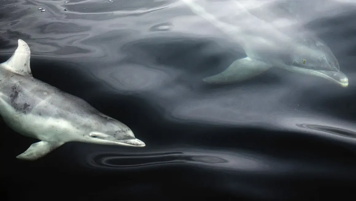 2023 Yılın Yaban Hayatı Fotoğrafçısı Yarışmasında Kazanan Fotoğraflar 15 © Ekaterina Bee Wildlife Photographer of the Year 1