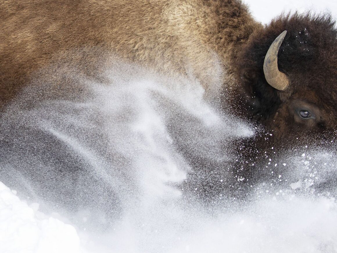 2023 Yılın Yaban Hayatı Fotoğrafçısı Yarışmasında Kazanan Fotoğraflar 3 © Max Waugh Wildlife Photographer of the Year 1