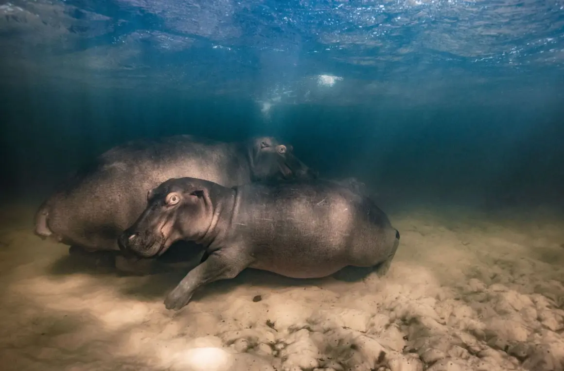 © Mike Korostelev Wildlife Photographer of the Year 1