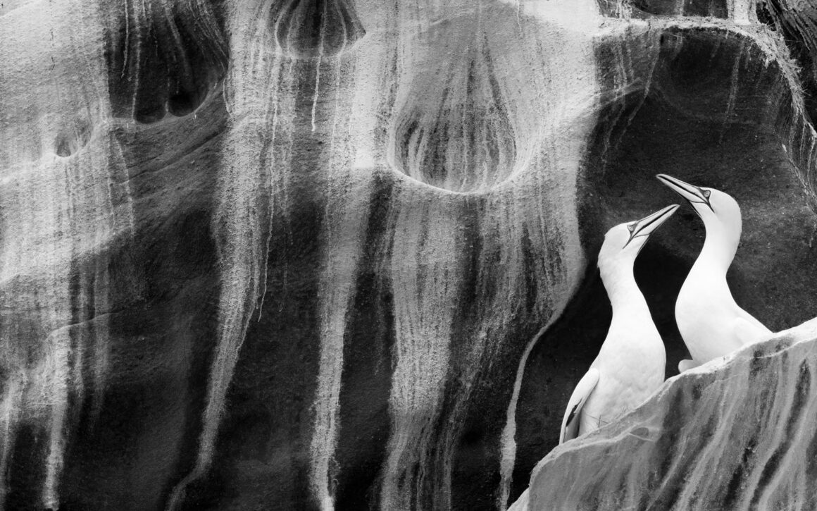 2023 Yılın Yaban Hayatı Fotoğrafçısı Yarışmasında Kazanan Fotoğraflar 12 © Rachel Bigsby Wildlife Photographer of the Year 1