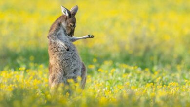 Comedy Wildlife Photography Awards 2023 4 1. OVER ALL WINNER CREATURES OF THE LAND WINNER Jason Moore Air Guitar Roo