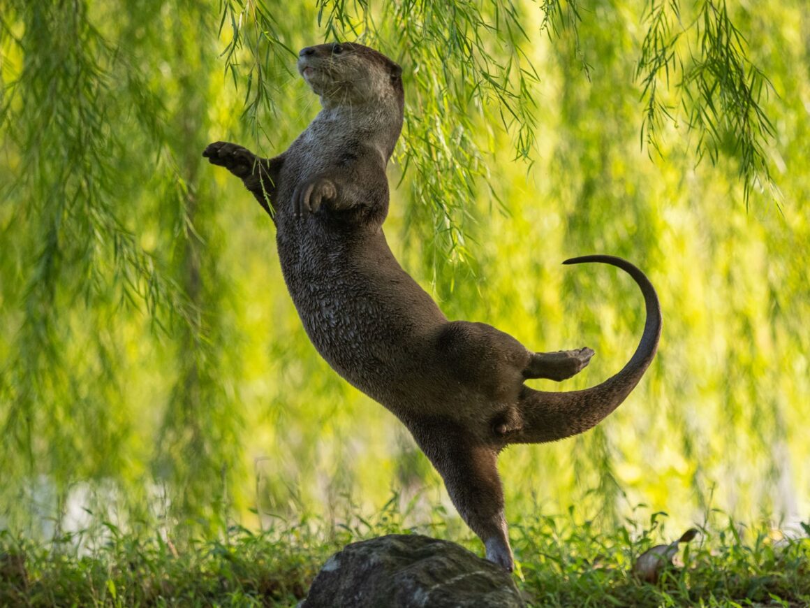 Comedy Wildlife Photography Awards 2023 4 2. UNDERWATER CATEGORY WINNER Otter Kwek An otter ballerina