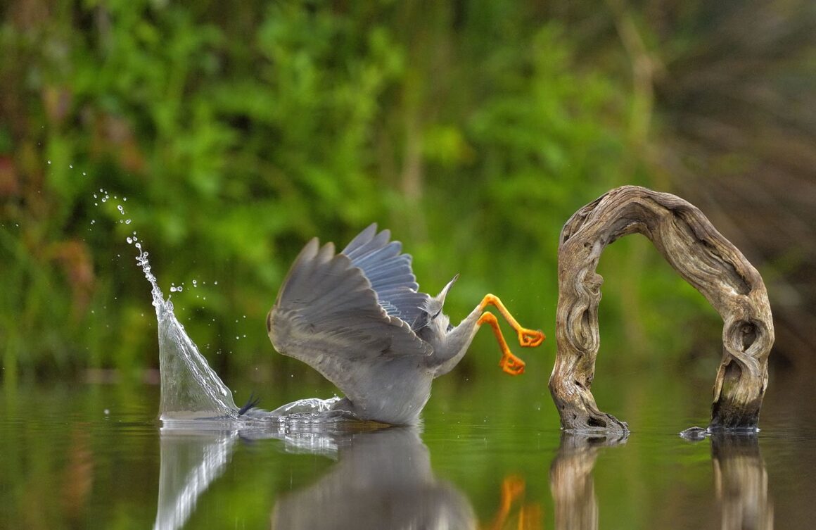 Comedy Wildlife Photography Awards 2023 3 3. CREATURES OF THE AIR WINNER Vittorio Ricci Unexpected Plunge