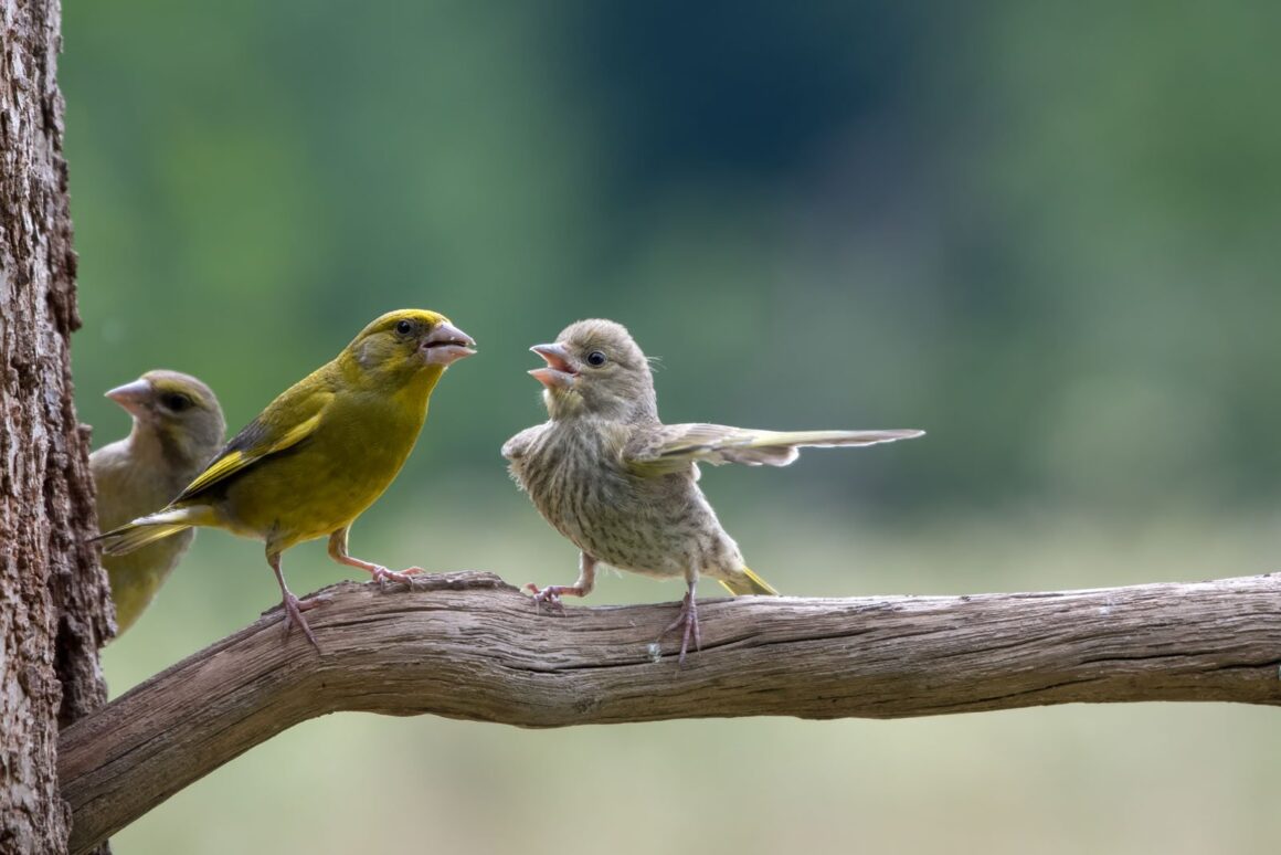 Comedy Wildlife Photography Awards 2023 9 4. JUNIOR CATEGORY WINNER PEOPLES CHOICE WINNER Jacek Stankiewicz Dispute