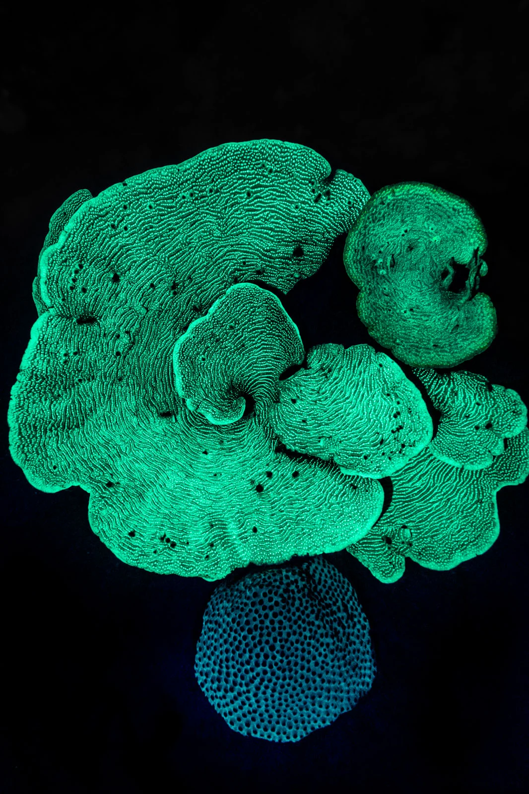 2023 Yılın Çevre Fotoğrafçısı (EPOTY) 4 Corals At Night Nicolas Marin