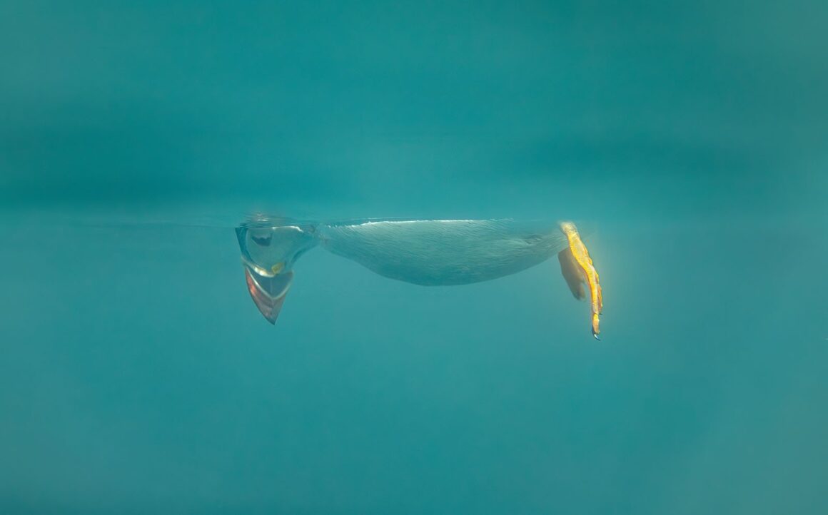 Comedy Wildlife Photography Awards 2023 16 Highly Commended Brian Matthews Dont look down