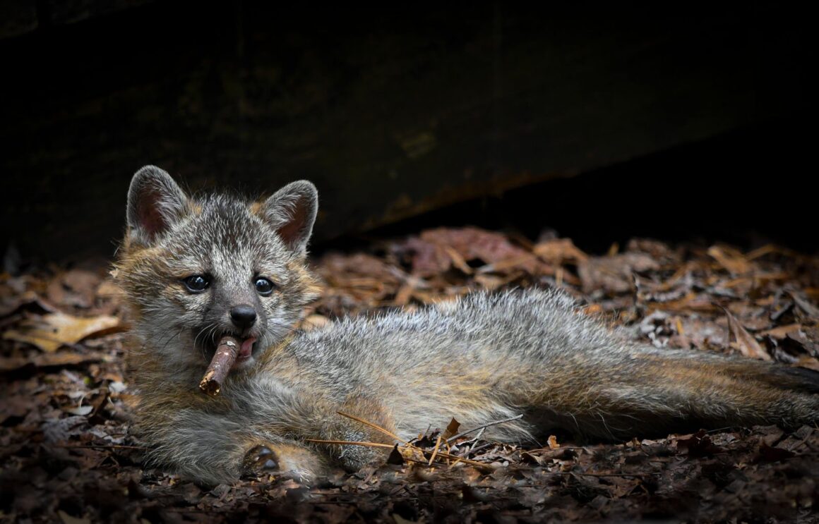 Comedy Wildlife Photography Awards 2023 15 Highly Commended Dakota Vaccaro Fox with a Cigar