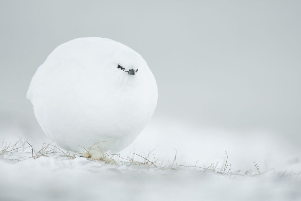 Highly Commended Jacques Poulard Snowball