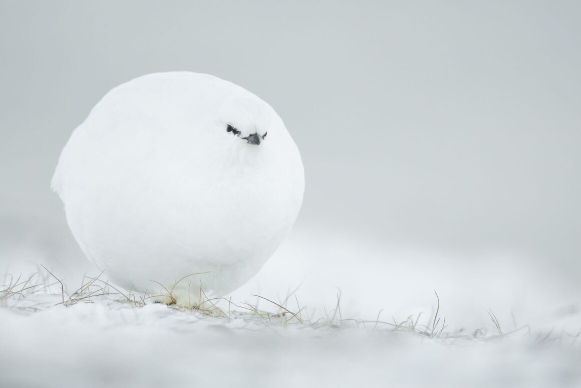 Comedy Wildlife Photography Awards 2023 18 Highly Commended Jacques Poulard Snowball