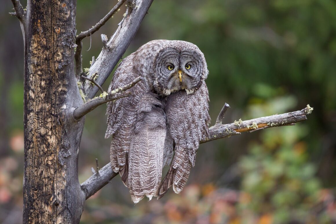 Comedy Wildlife Photography Awards 2023 17 Highly Commended John Blumenkamp Monday Blahs