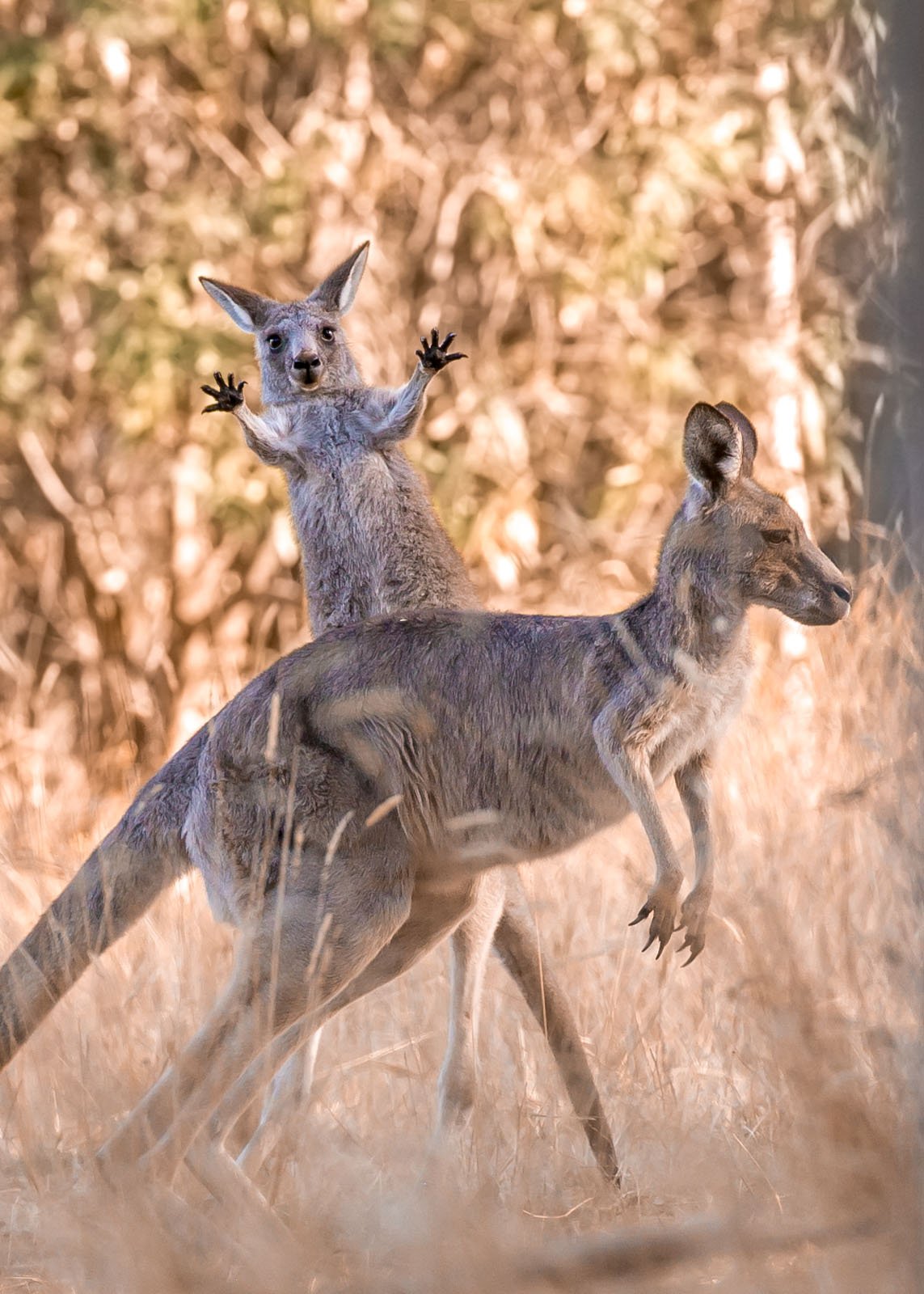 Comedy Wildlife Photography Awards 2023 19 Highly Commended Lara Mathews Boing
