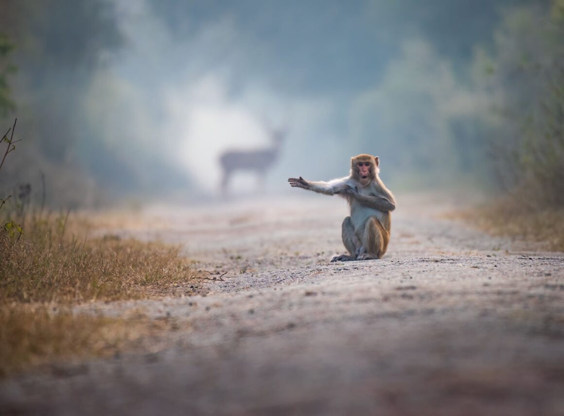 Comedy Wildlife Photography Awards 2023 14 Highly Commended Pratick Mondal Look at Right Bro