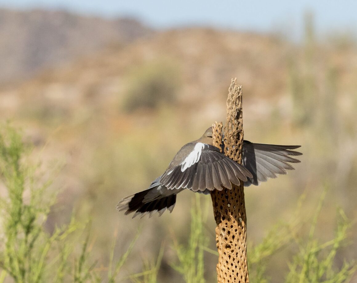 Comedy Wildlife Photography Awards 2023 10 Highly Commended Wendy Kaveney That wasnt here yesterday
