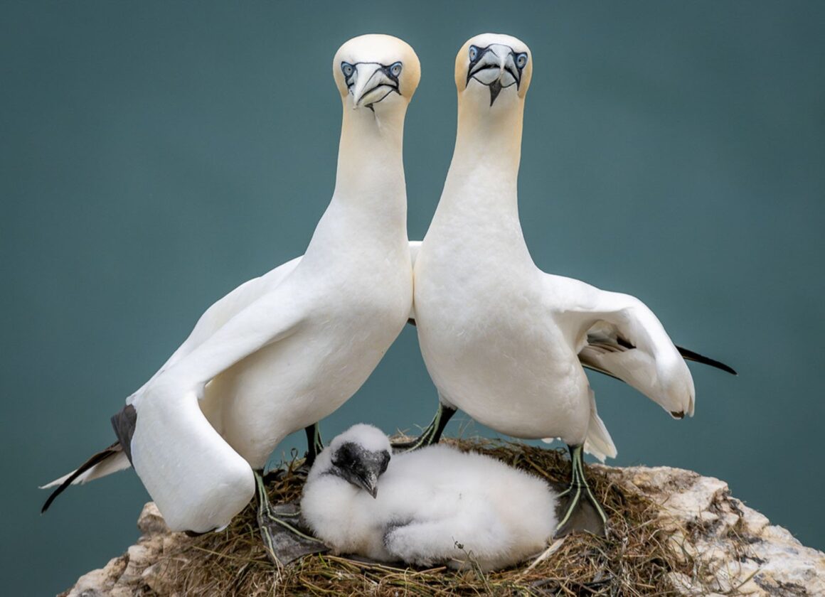 Comedy Wildlife Photography Awards 2023 13 Highly Commended Zoe Ashdown One for the family Album
