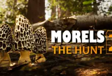 'Morels 2' Mantar Avcılığı ve Yaban Hayatı Fotoğrafçılığını Tek Oyunda Birleştiriyor 8 Morels 2 Mantar Avciligi ve Yaban Hayati Fotografciligini Tek Oyunda Birlestiriyor