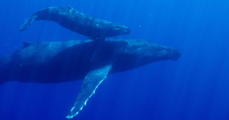 Nat Geo’nun Görsel Gösterisi ‘İnanılmaz Hayvan Yolculukları’nın Yapılışı