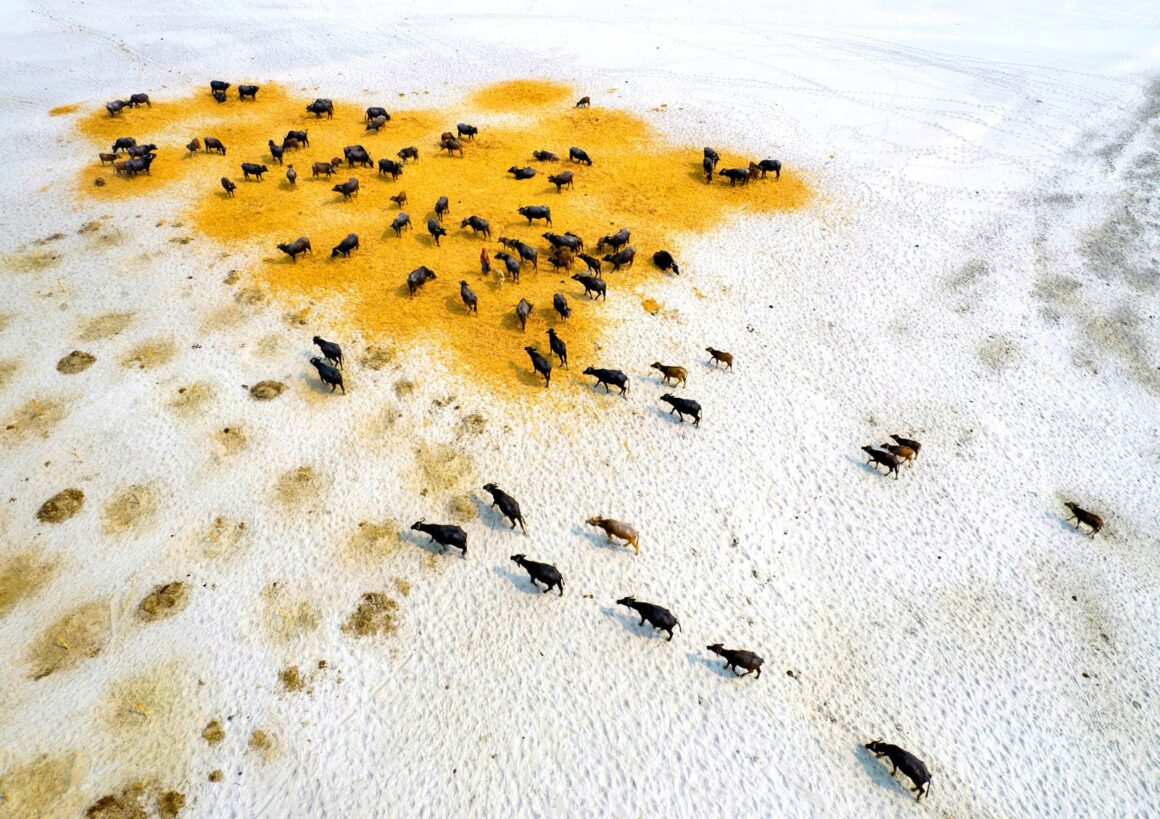 2023 Yılın Çevre Fotoğrafçısı (EPOTY) 6 Survival Of Buffaloes In Drought Md Shafiul Islam