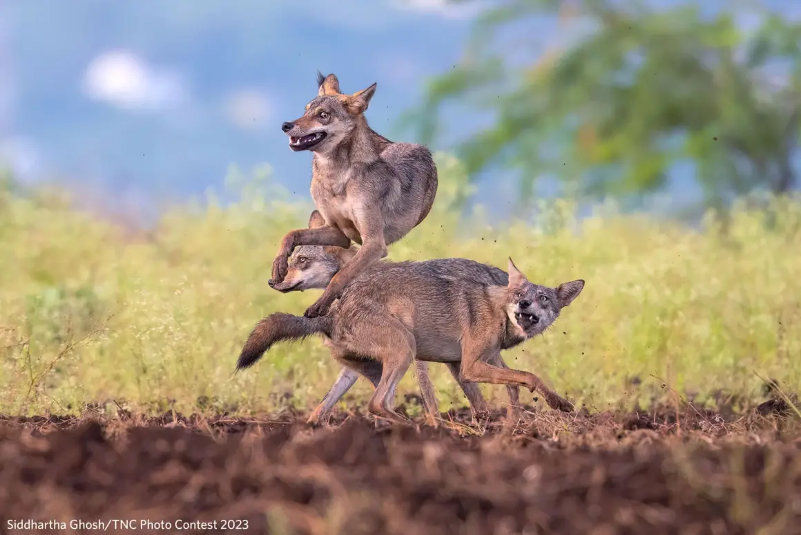 The Nature Conservancy Photo Contest 2023 008