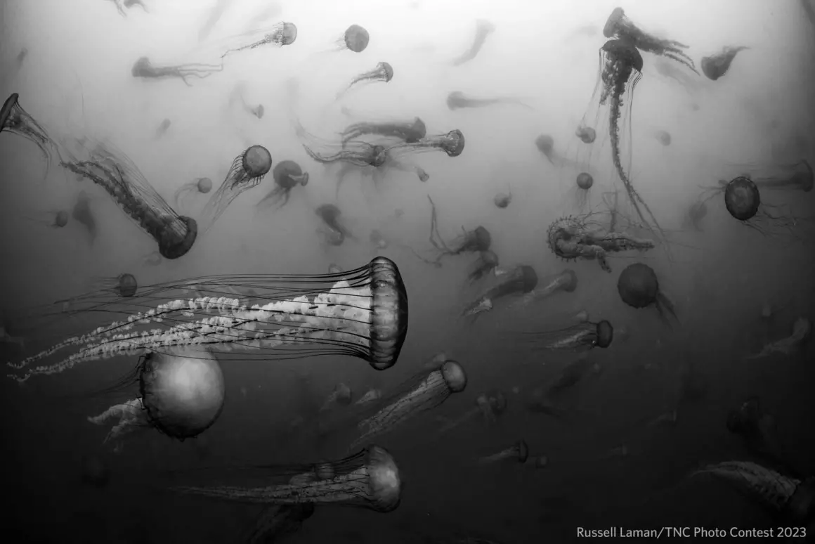 The Nature Conservancy Photo Contest 2023 013