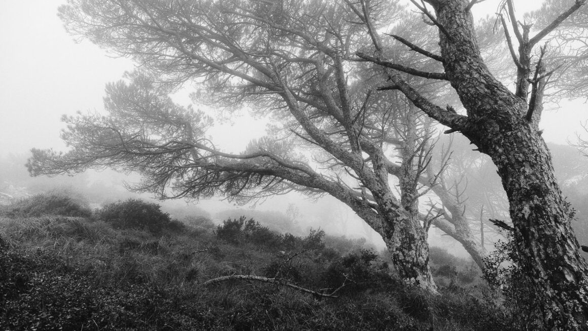 2023 Natural Landscape Photography Awards 11 Tiago Mateus Project 4
