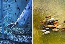 2023 Yılın Çevre Fotoğrafçısı (EPOTY) 8 epoty 2023 featured