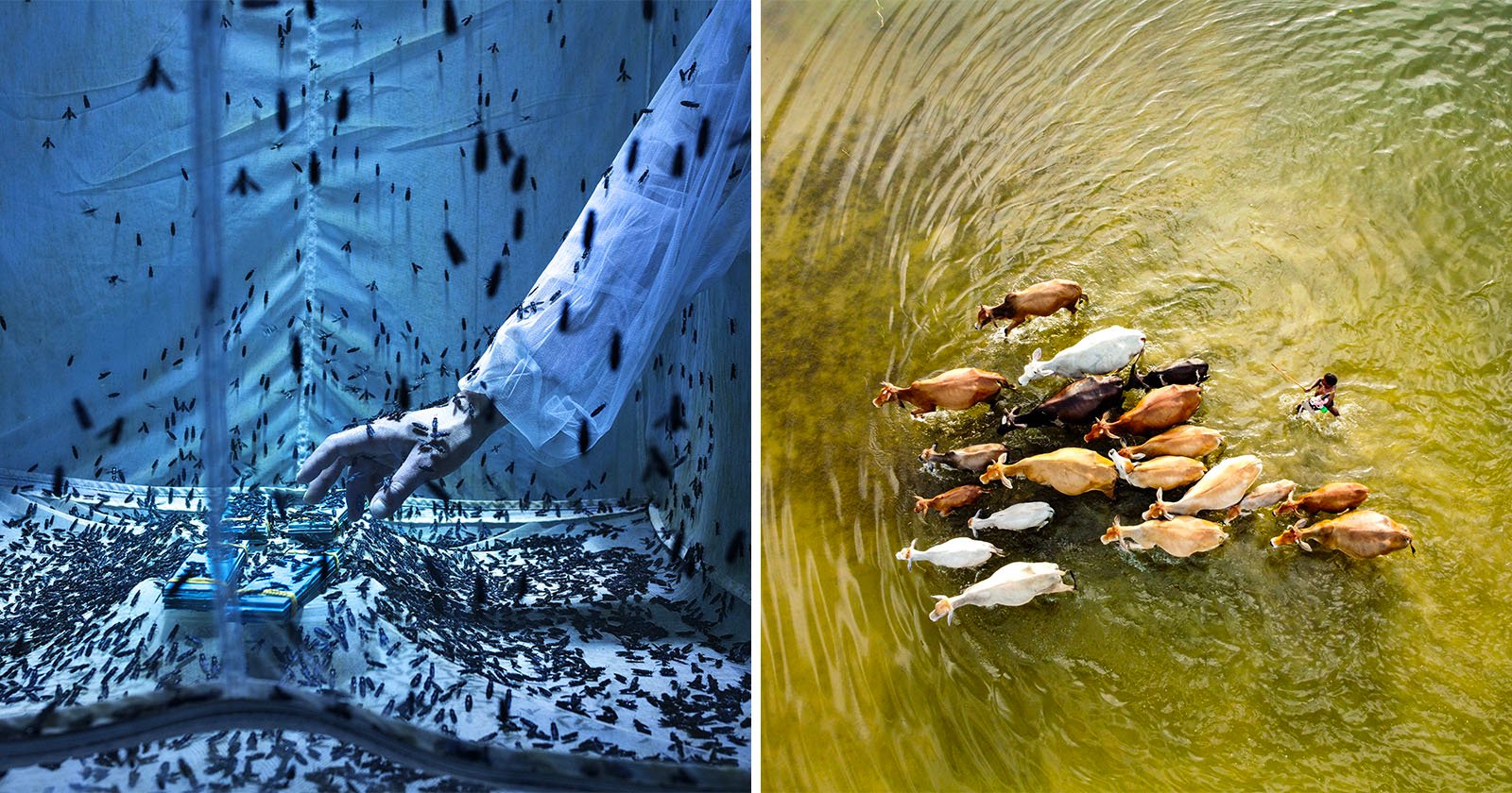 2023 Yılın Çevre Fotoğrafçısı (EPOTY) 1 epoty 2023 featured