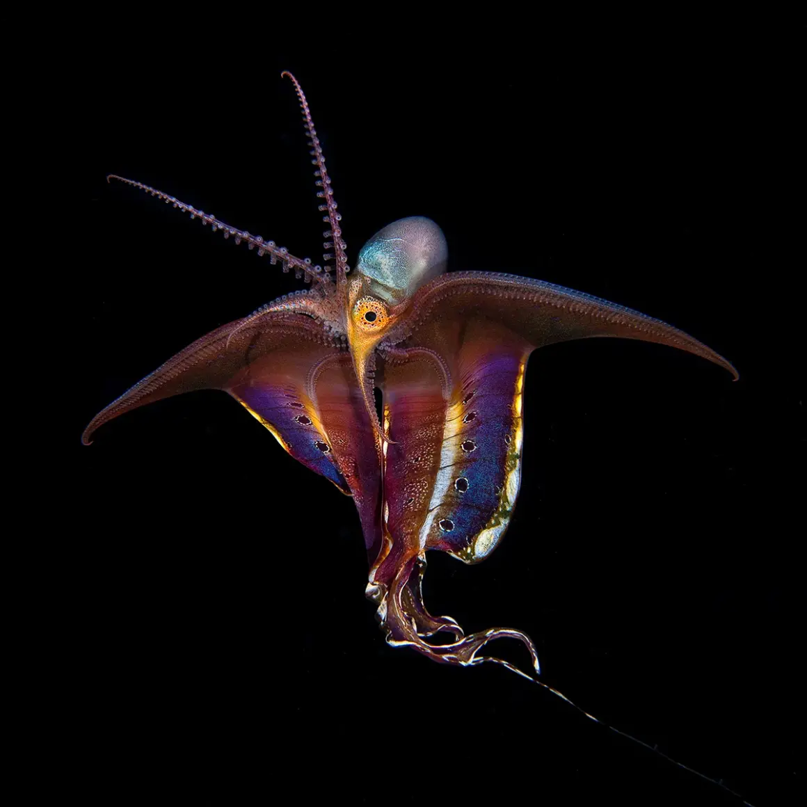 DPG Masters Underwater Imaging Competition 2023 3 1st Blackwater Magnus Lundgren 317971699915776 1