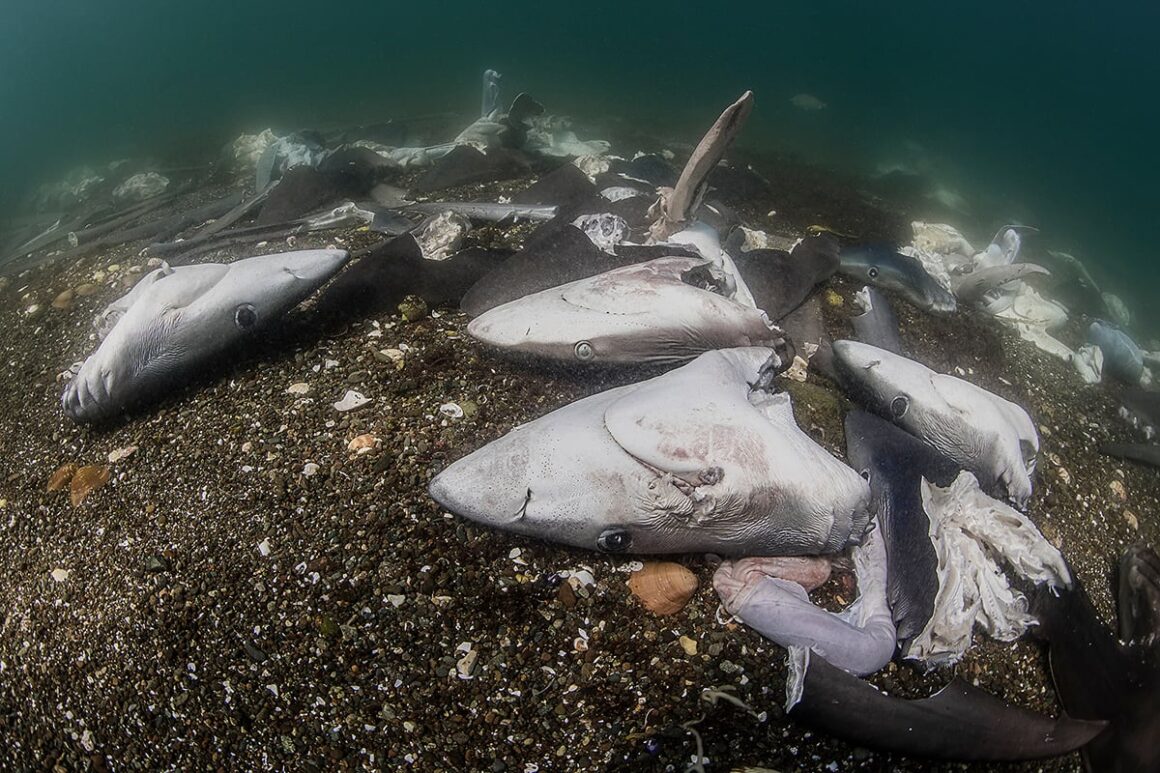 DPG Masters Underwater Imaging Competition 2023 13 1st Conservation Yinan Liu 317641699420101