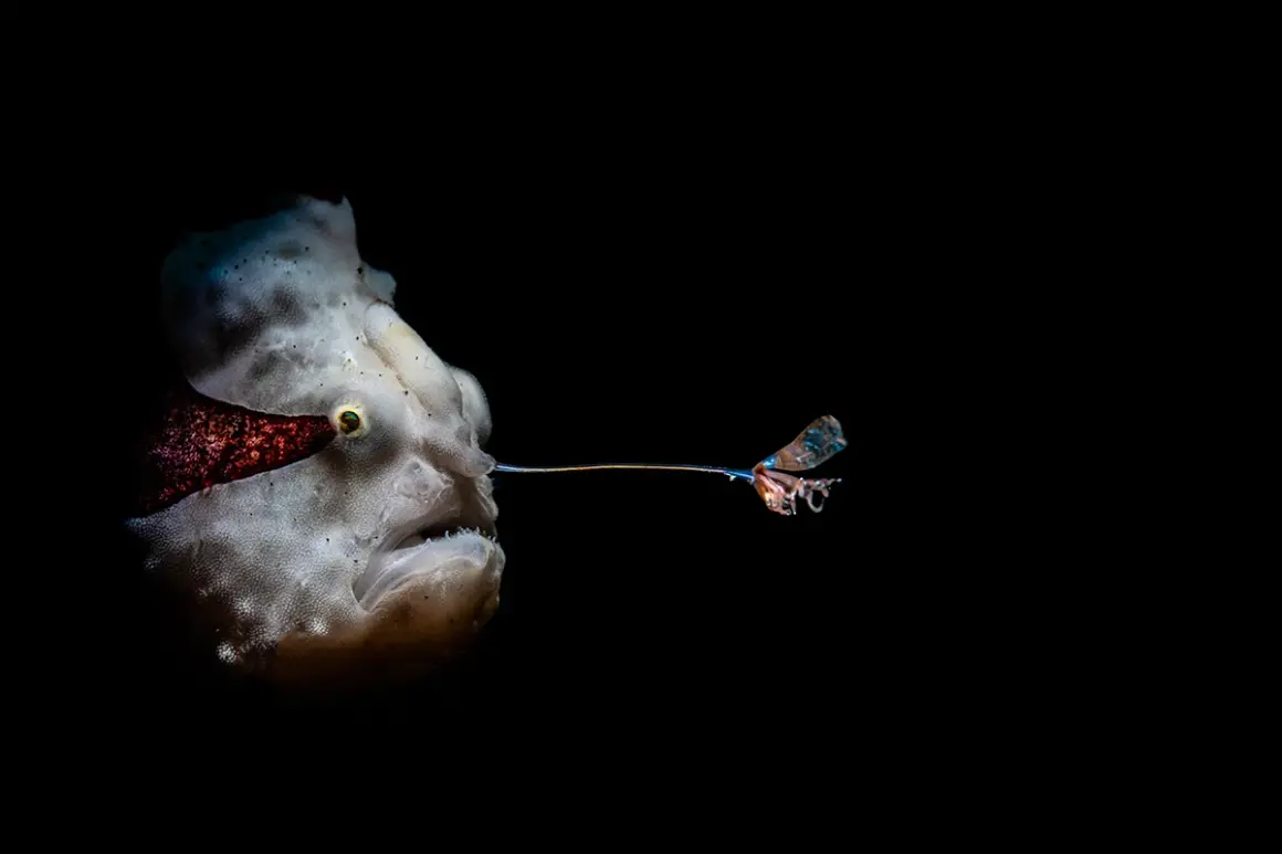 DPG Masters Underwater Imaging Competition 2023 6 1st Macro Byron Conroy 316361696368866