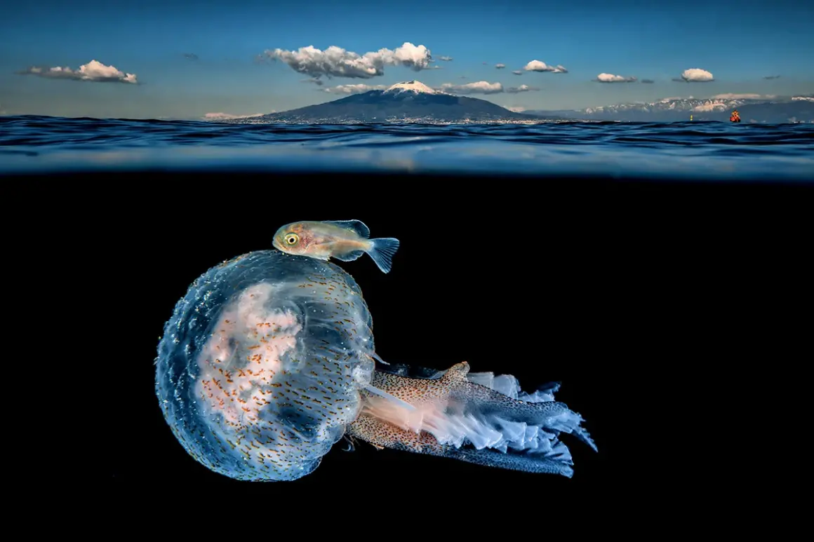 DPG Masters Underwater Imaging Competition 2023 2 DPG Masters Underwater Imaging Competition 2023