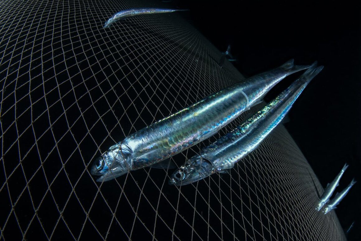 DPG Masters Underwater Imaging Competition 2023 16 2nd Conservation Guido Villani 325371701442192