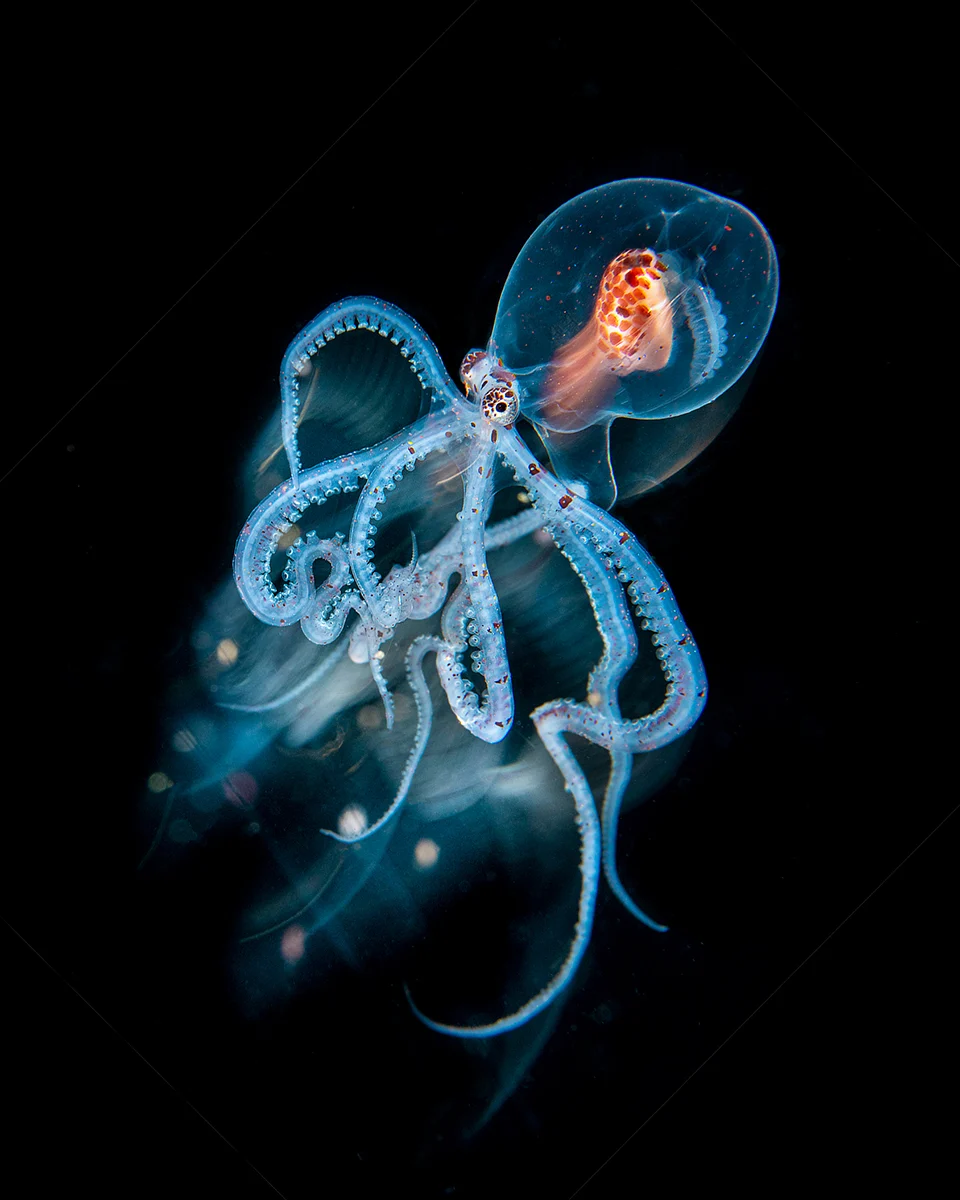 DPG Masters Underwater Imaging Competition 2023 10 3rd Blackwater Magnus Lundgren 318001699916426