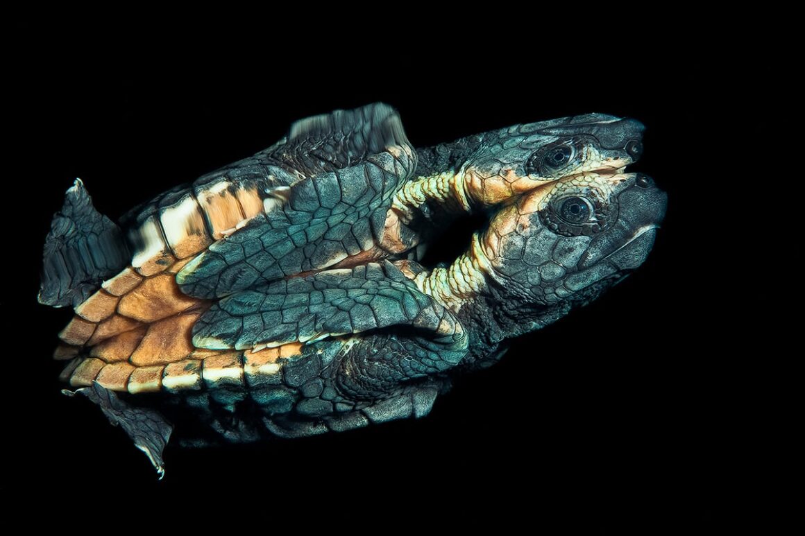 DPG Masters Underwater Imaging Competition 2023 12 3rd Macro Claudio Zori 322361701298470