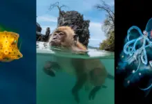DPG Masters Underwater Imaging Competition 2023 3 DPG Masters