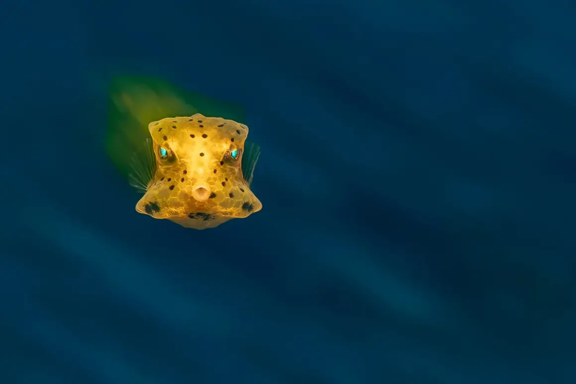 DPG Masters Underwater Imaging Competition 2023 7 HM Macro Byron Conroy 316321696368717