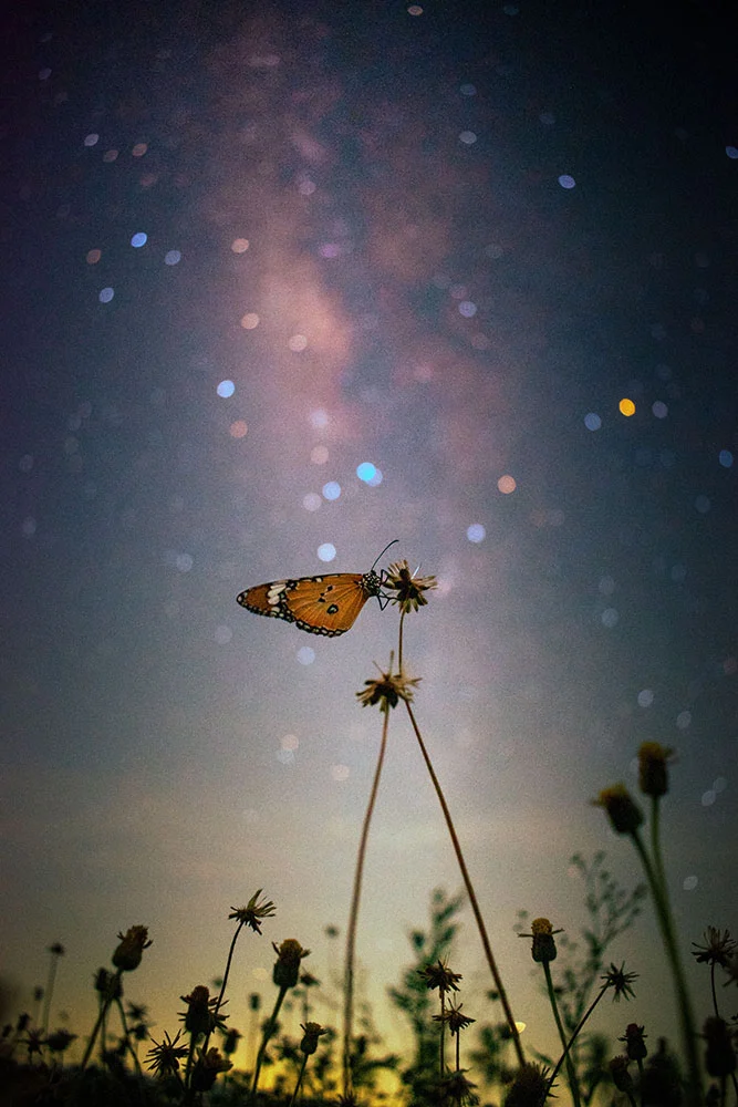 Ulusal Astrofotografi Yarışmasında Gök Görüntüleri Parlıyor 7 Shortlisted Naveen Chellaiah Cosmic Butterfly
