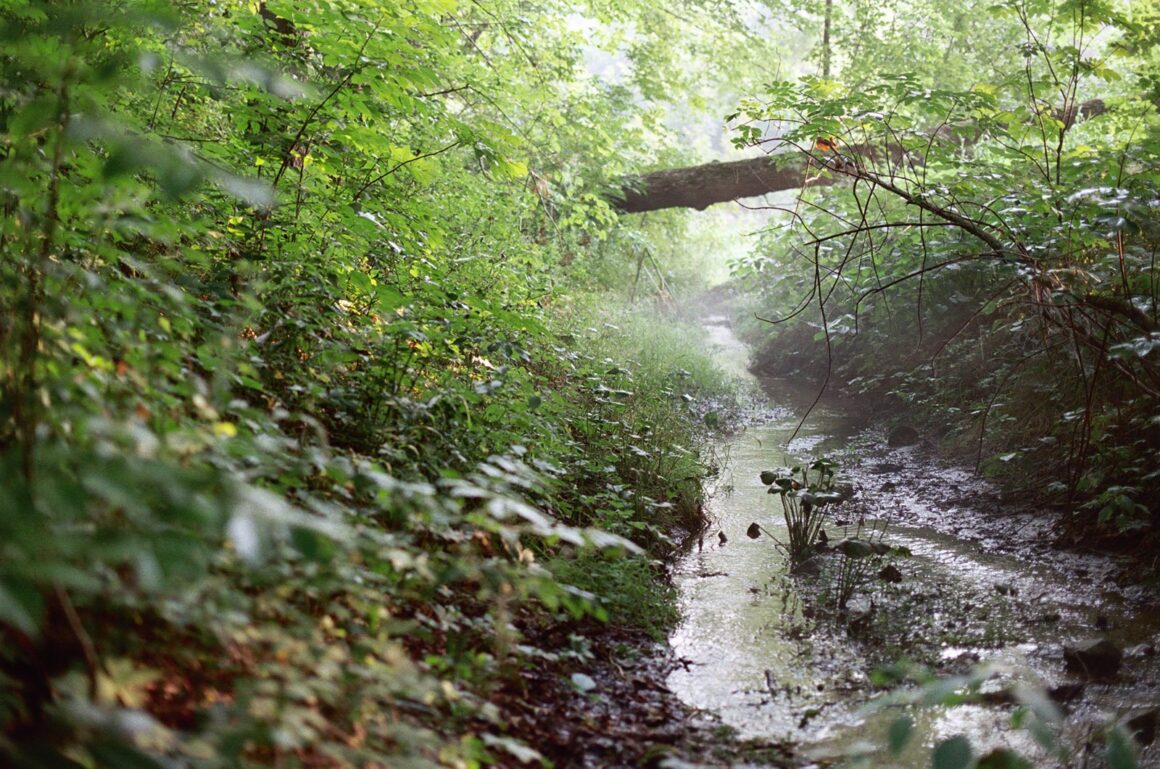 creek film photo