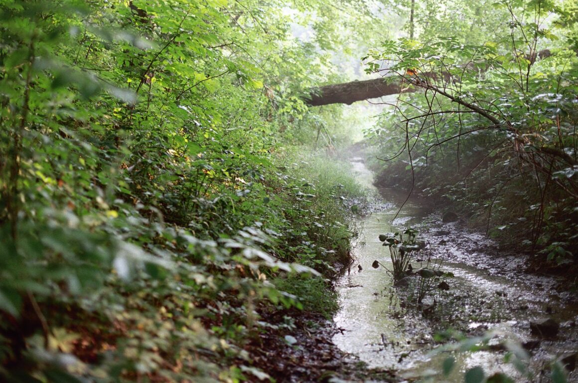 Analog Fotoğrafçılığın Öğretebileceği Güçlü Dersler 3 creek film photo