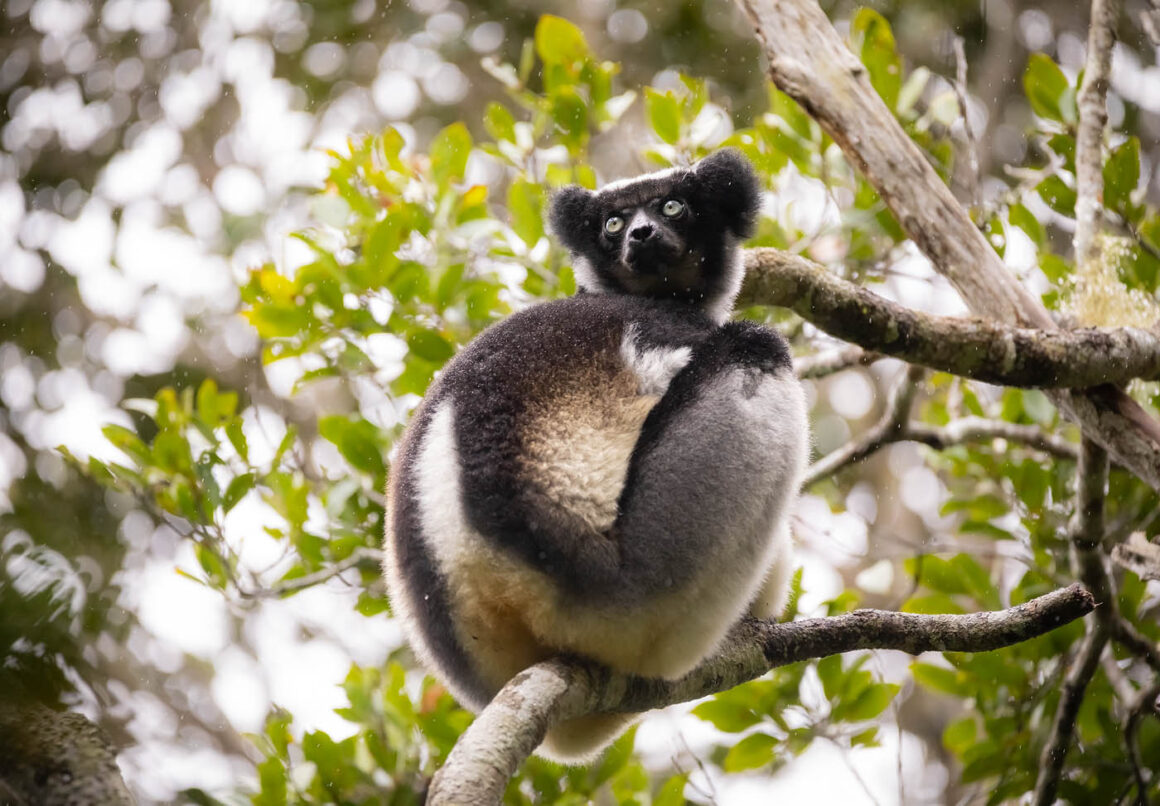 Manzara Kompozisyonu: Manzaranın Ötesinde 8 j Andasibe Indri Indri 13 8 2022 14