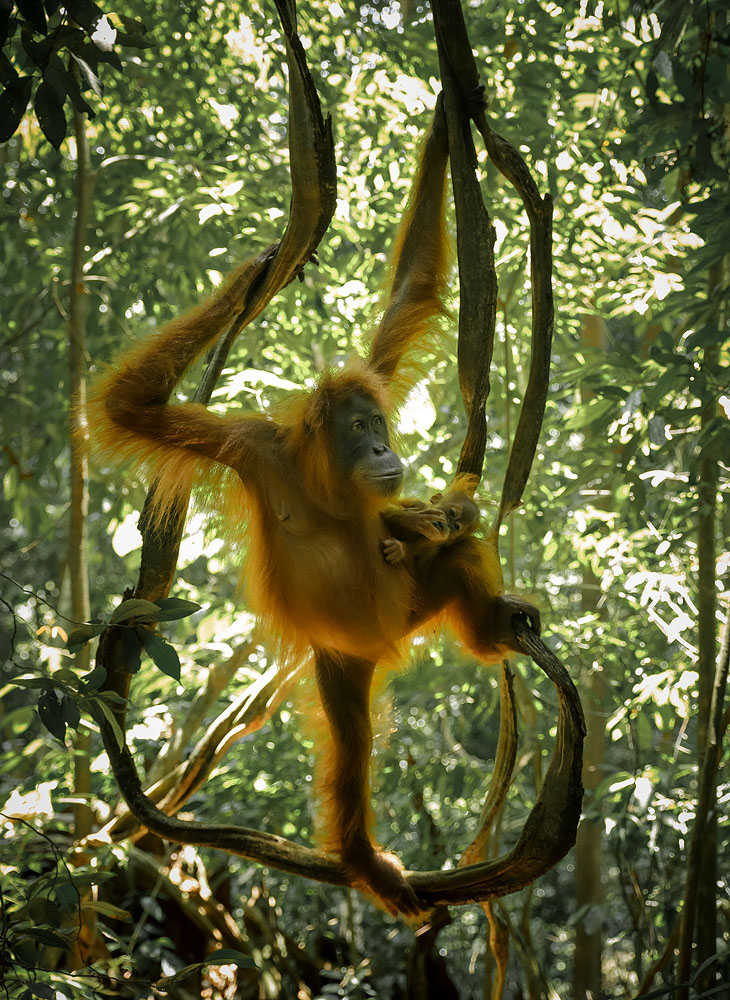 Manzara Kompozisyonu: Manzaranın Ötesinde 9 j Gunung Leuser 26 3 2019 42