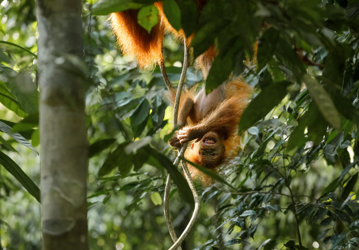 Manzara Kompozisyonu: Manzaranın Ötesinde 7 j Gunung Leuser 30 3 2019 9