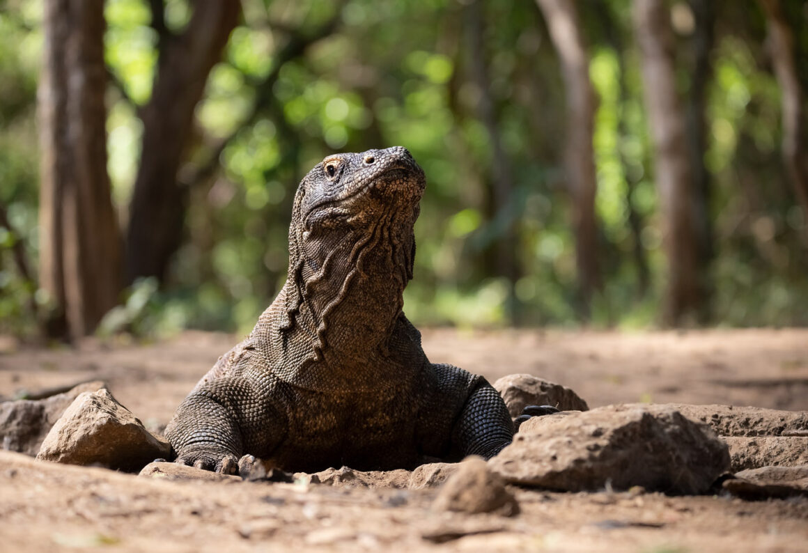 Manzara Kompozisyonu: Manzaranın Ötesinde 6 j Komodo Dragons 11 5 2023 50