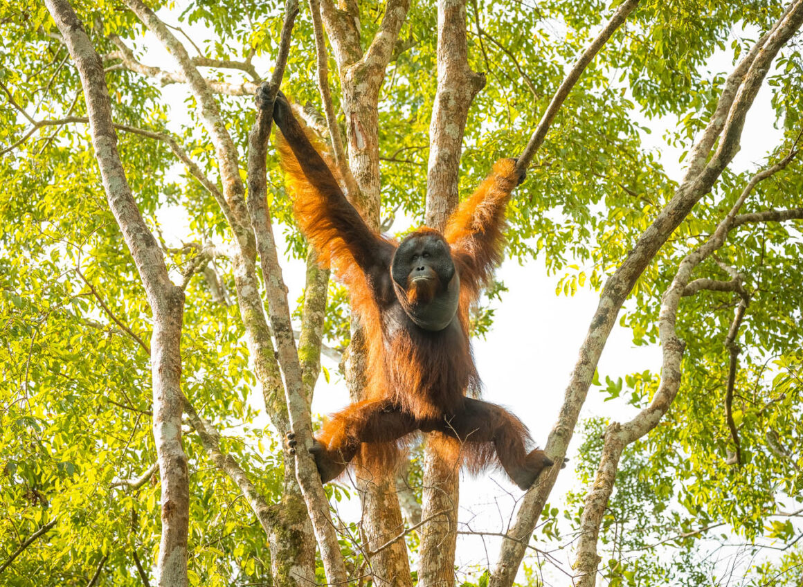 Manzara Kompozisyonu: Manzaranın Ötesinde 13 j Orangutans 4 5 2023 20