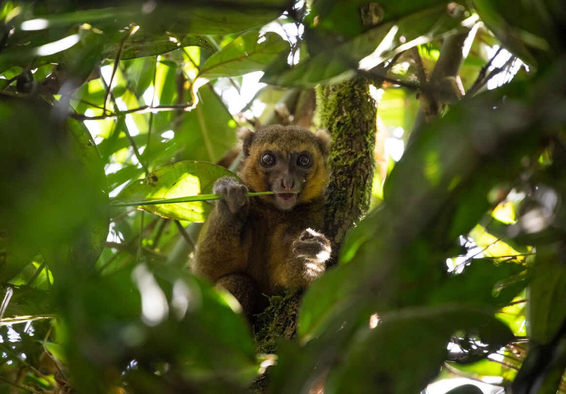 j Ranomafana Golden Bamboo Lemur 3 9 2022 10